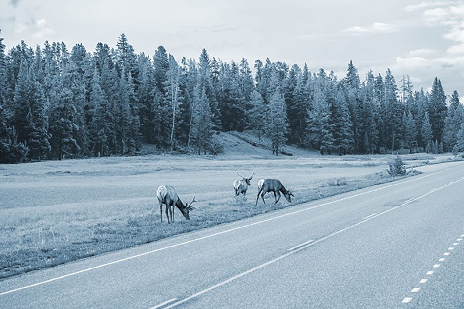 Herd of Elk grazing near with the road in Yellowstone National Park
