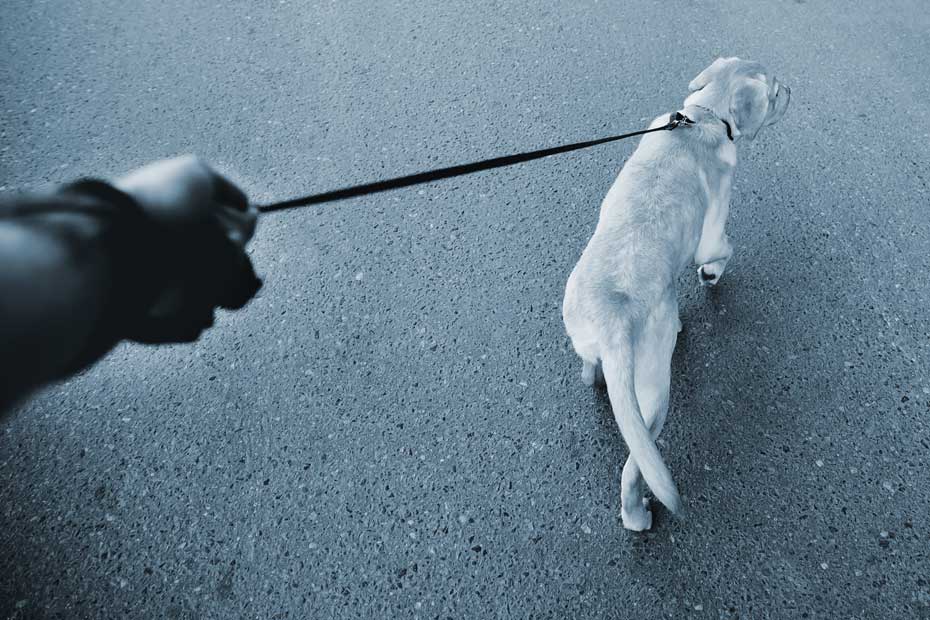 Dog walking on a leash 