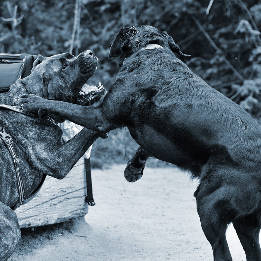 Friendship between 2 dogs in a unleashed dog park