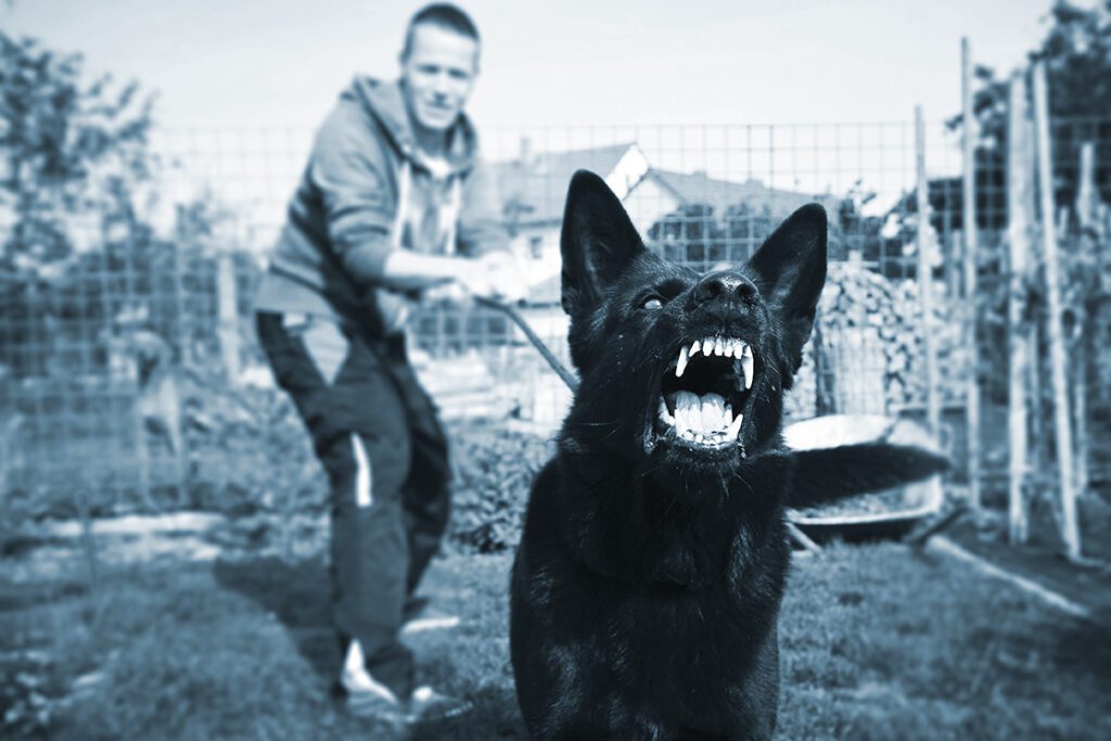 Aggressive dog is barking. Young man with angry black dog on the leash.