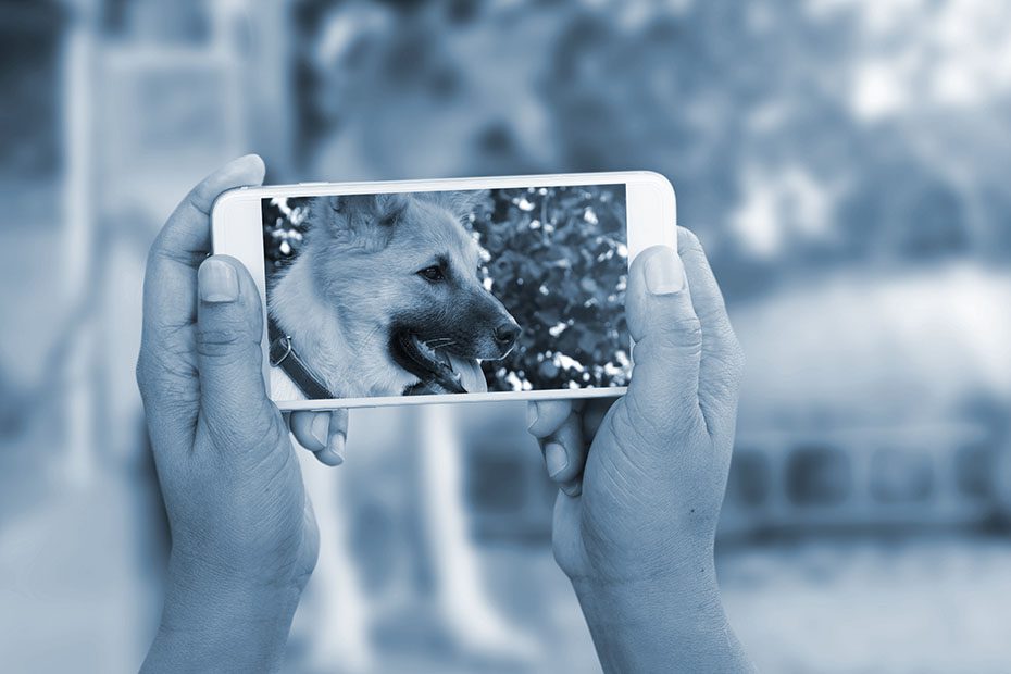 man using smartphone taken dog sitting photo with blurred and sunlight background