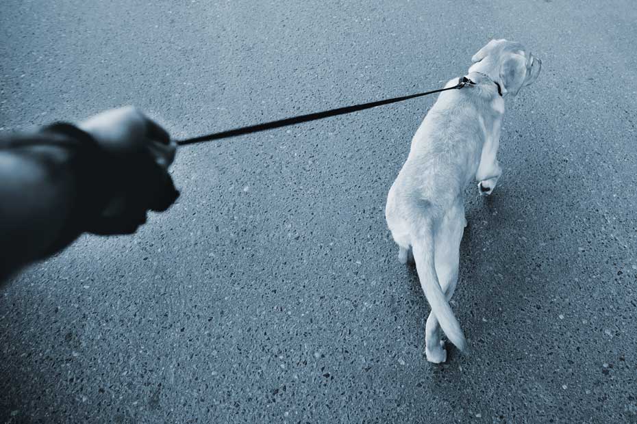 golden retriever out for a walk on a leash