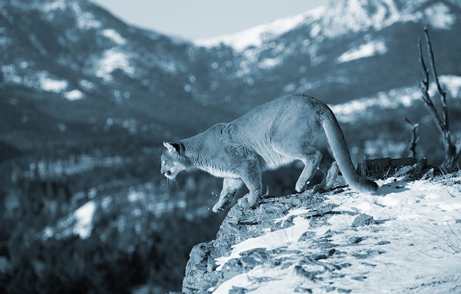 Mountain Lion stand atop a rock in the snowy mountains