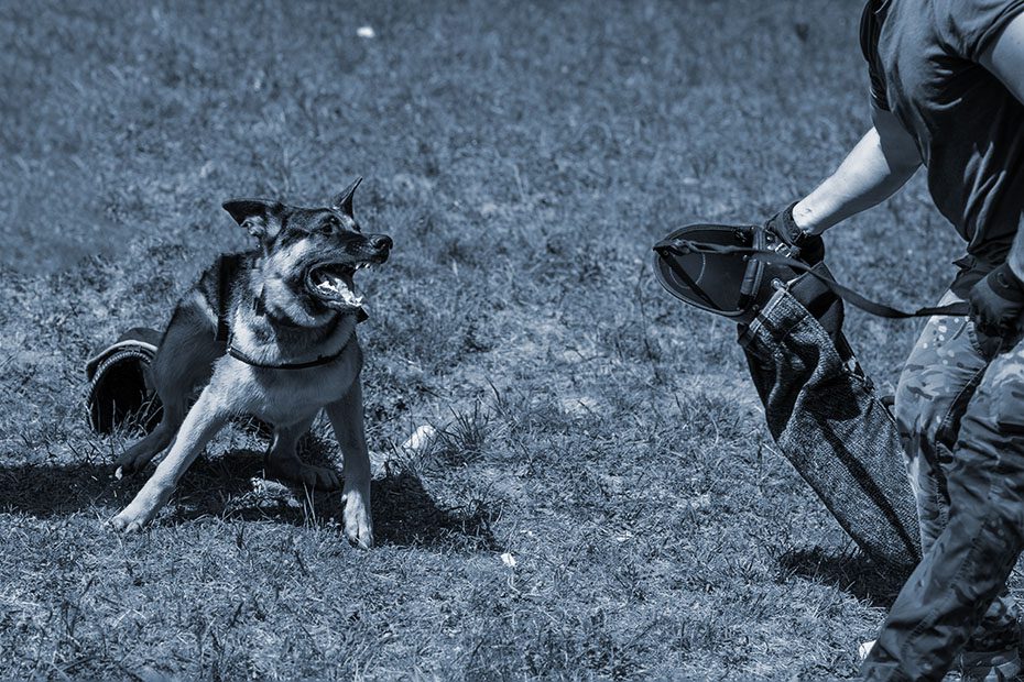 German Shepherd attacking dog handler during aggression training.