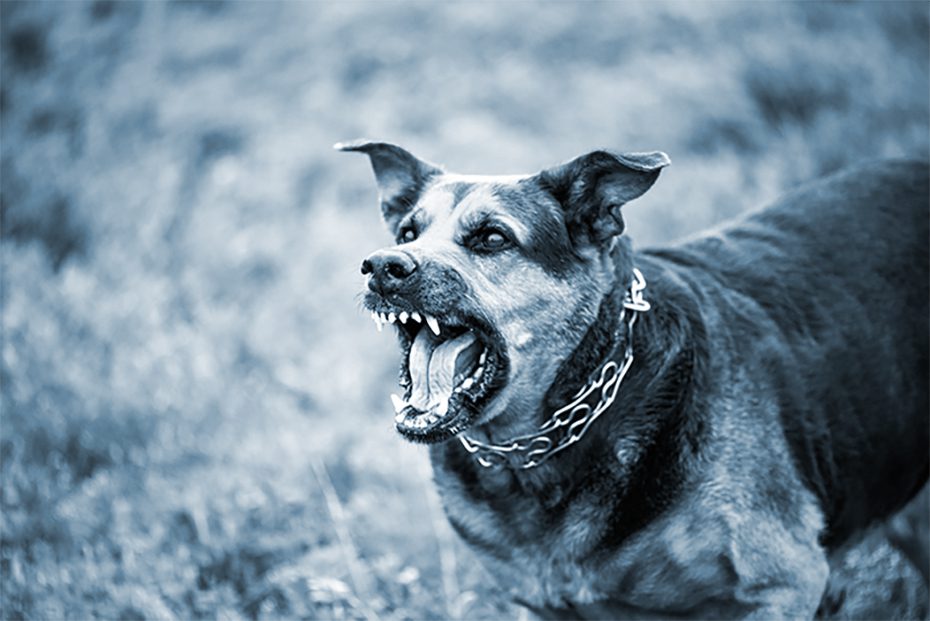 Aggressive dog show its teeth to warn before a bite